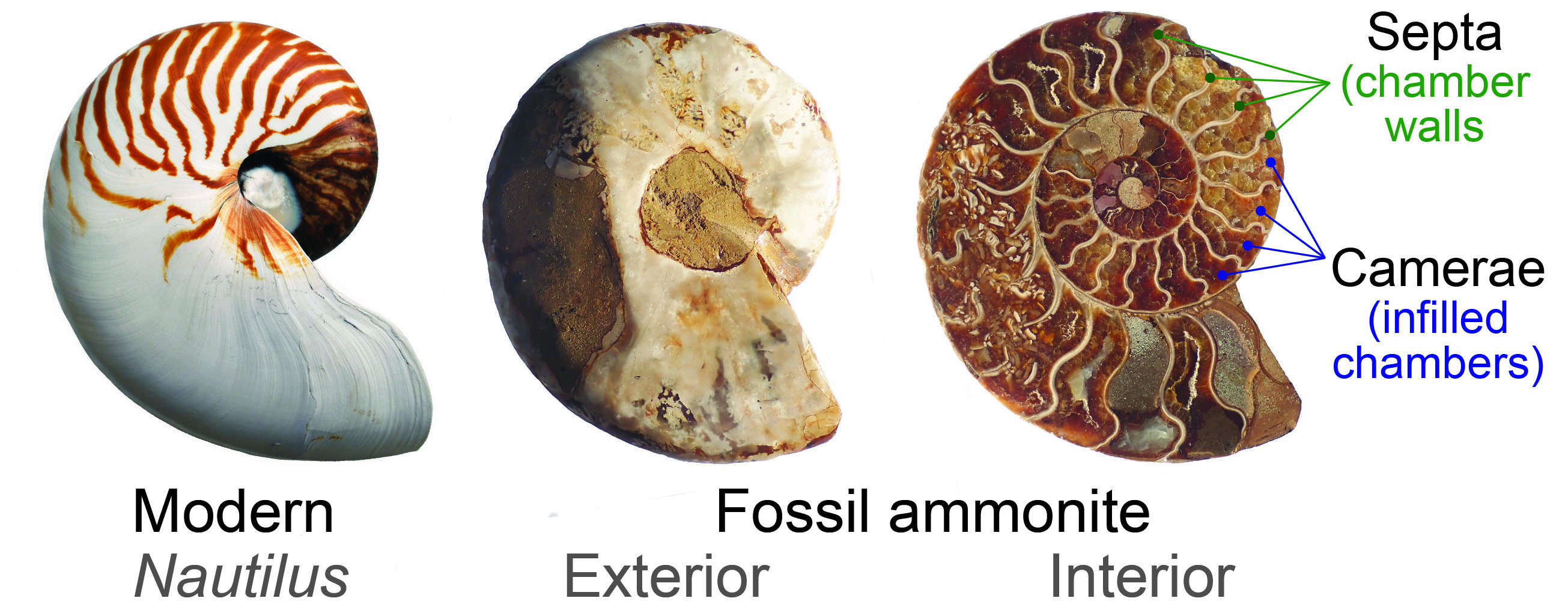 The interior of modern and fossil coiled cephalopods are divided into chambers (called camerae) by thin walls (called septae).